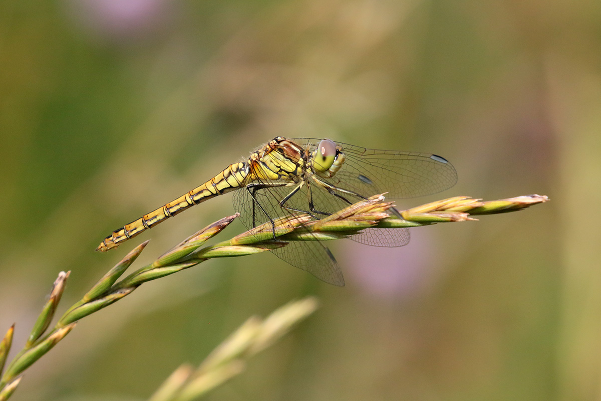 Steenrode Heidelibel